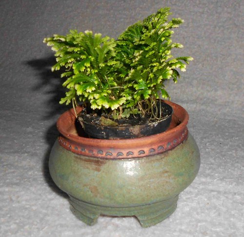 BONSAI MISKA 13,5x8,5 cm. — foto 5