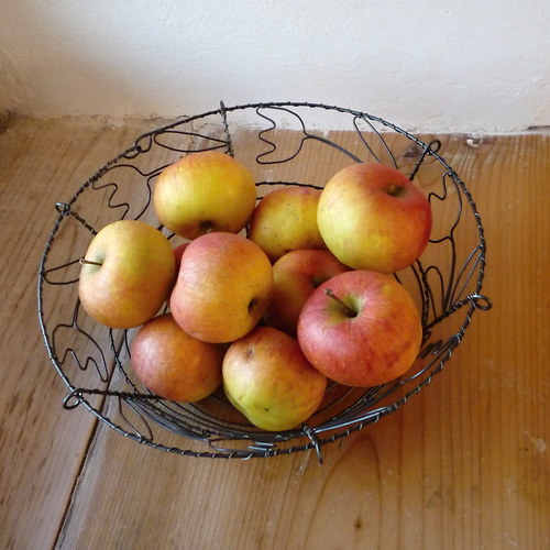 Miska s tulipány — foto 6