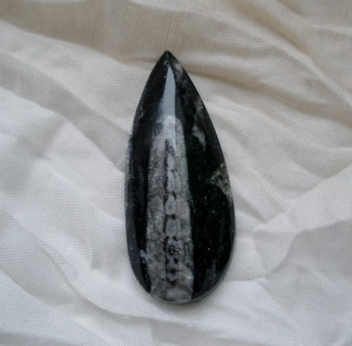 Orthoceras III. — foto 2