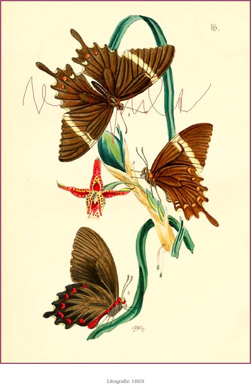 Motýlci II — foto 2