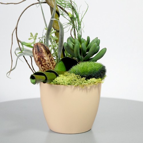 Dekorace Sukulent ivory soul — foto 3