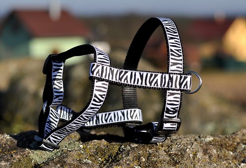 Postroj zebra - vel. M — foto 2
