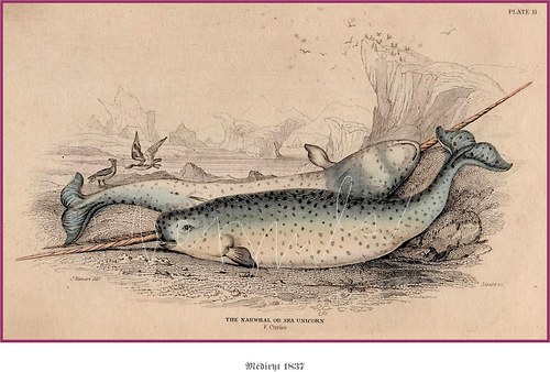 Mořští savci I — foto 5