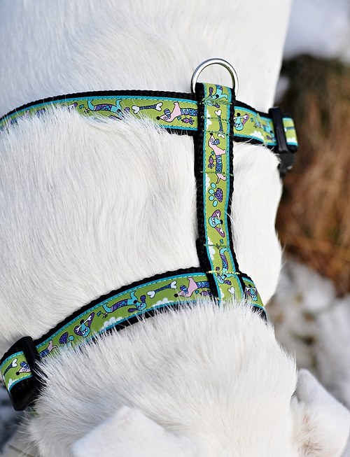 REZERVACE Postroj s jezevčíky zelený - vel. S — foto 3