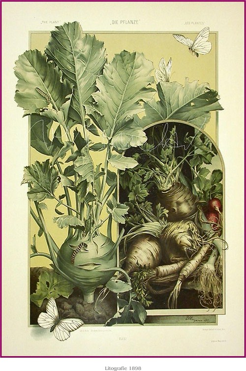 Botanická secese I — foto 3