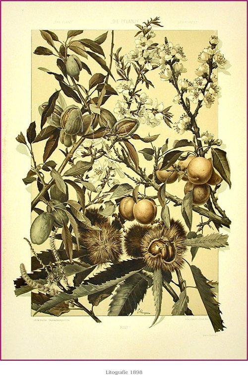 Botanická secese I — foto 5
