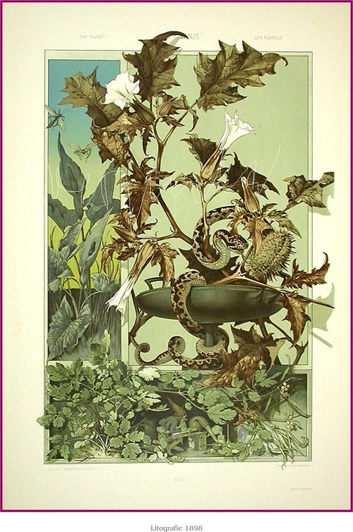 Botanická secese I — foto 6