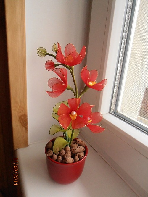 Miniorchidej — foto 2