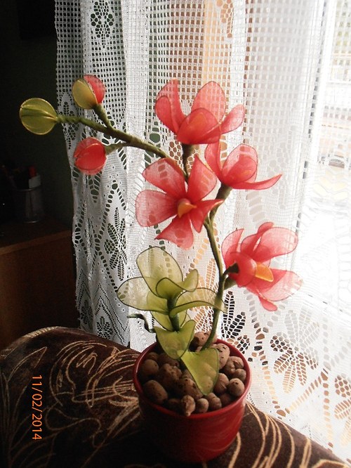 Miniorchidej — foto 3