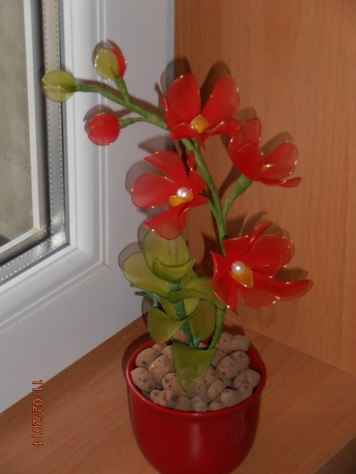 Miniorchidej — foto 4