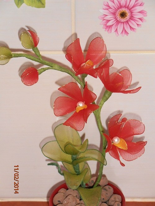 Miniorchidej — foto 5