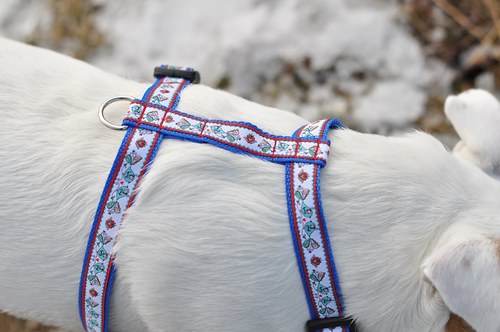 Postroj s ptáčky - vel. S — foto 2