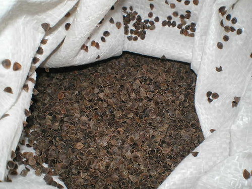 Pohankové slupky — foto 2