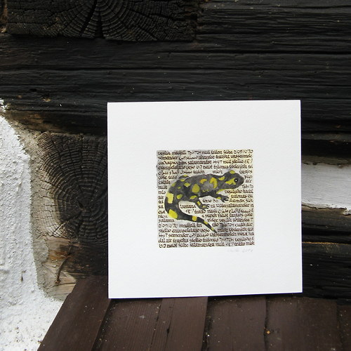 Stellio — foto 2