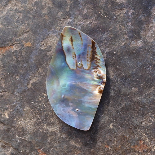 Paua mušle 37 x 21 mm — foto 2