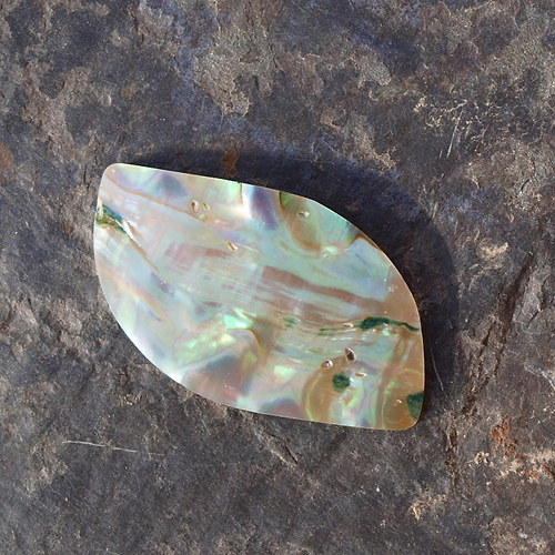 Paua mušle 37 x 21 mm — foto 4