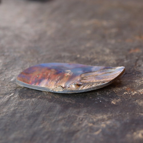 Paua mušle 37 x 21 mm — foto 5