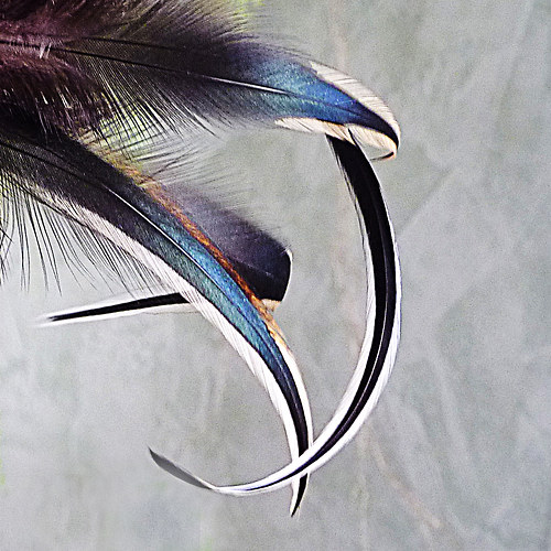 Feathers — foto 3