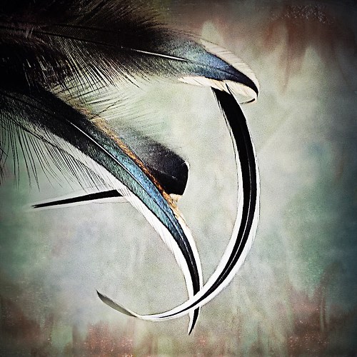 Feathers — foto 4