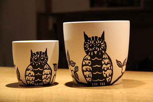 Owls — foto 2