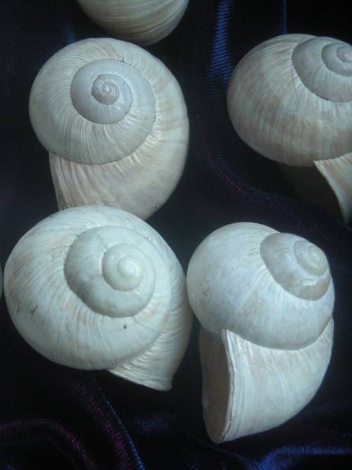 Ulity - alabastrové — foto 4