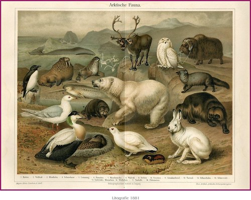 Fauna I — foto 2