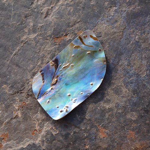 Paua mušle 35 x 21 mm — foto 2