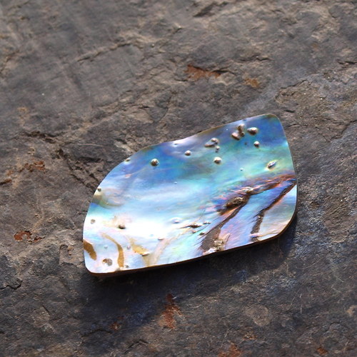 Paua mušle 35 x 21 mm — foto 3