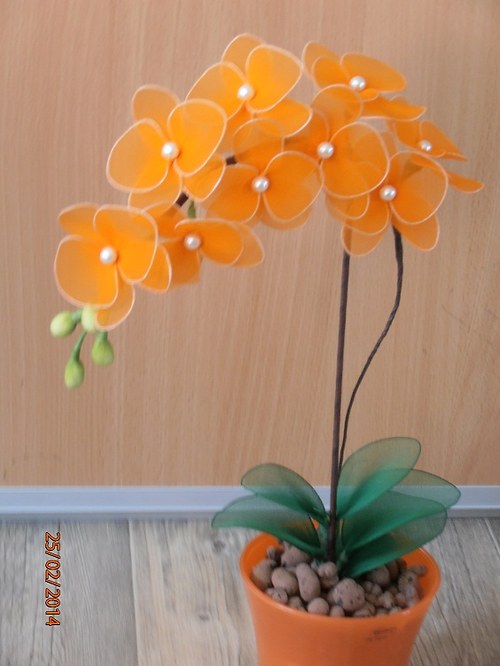 Orchidej oranžová na objednávku — foto 2