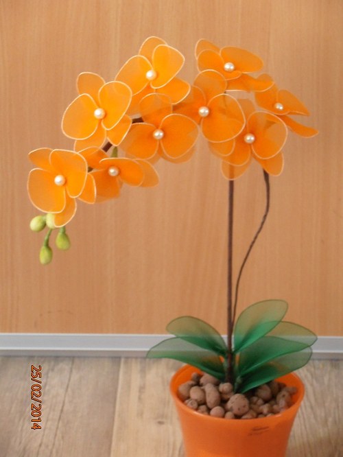 Orchidej oranžová na objednávku — foto 3