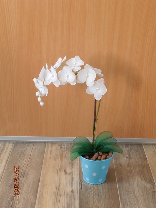 Orchidej bílá na objednávku — foto 3