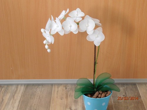 Orchidej bílá na objednávku — foto 4
