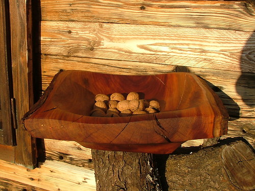 Hranatá trnková — foto 5
