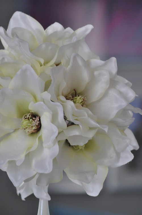 Magnoliovník — foto 3
