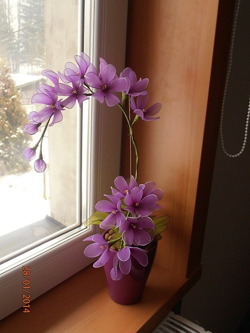 Orchidej — foto 6