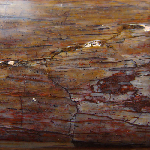 Dinosauří kost (rarita) — foto 3