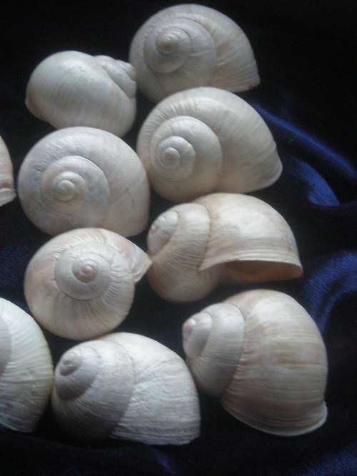 Ulity - alabastrové - I. — foto 2