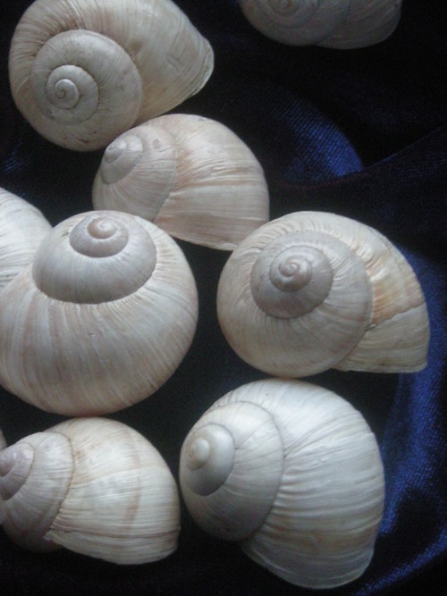 Ulity - alabastrové - III. — foto 3