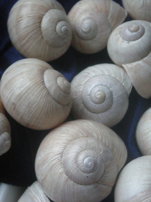 Ulity - alabastrové - III. — foto 4