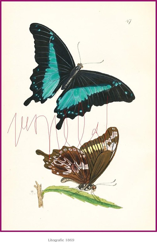Motýlci V — foto 2