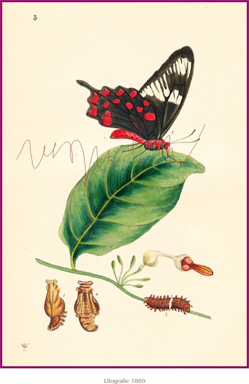 Motýlci V — foto 3