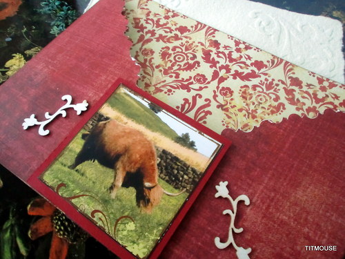 Ach, to Skotsko..býček! — foto 3