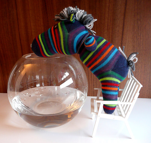 Zebra Clara — foto 4