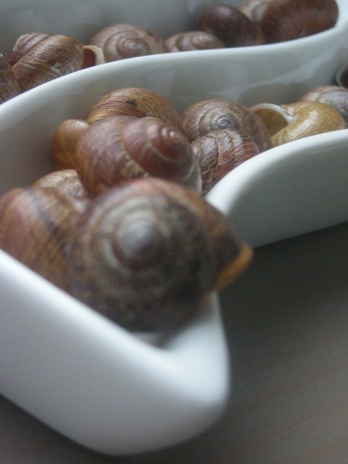 Malováno přírodou - plamatky lesní — foto 2