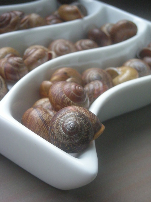 Malováno přírodou - plamatky lesní — foto 3