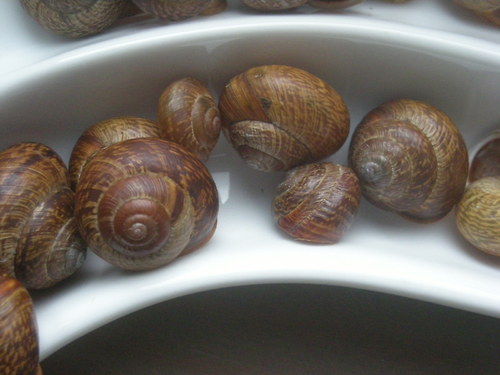 Malováno přírodou - plamatky lesní — foto 4