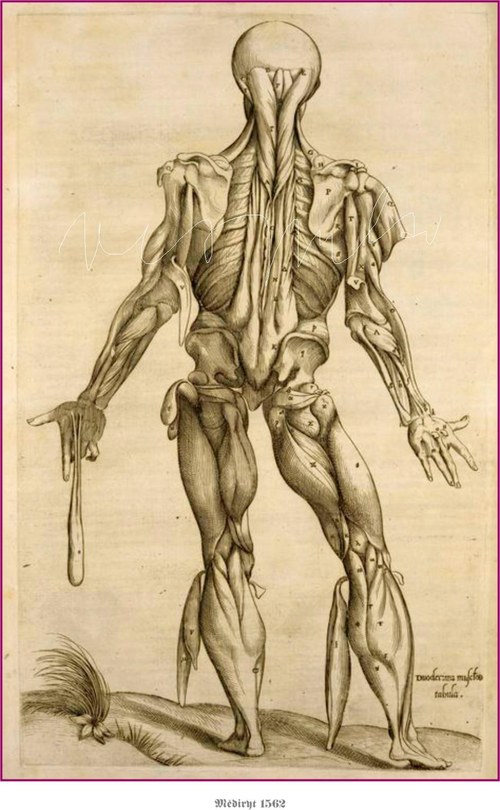 Anatomické studie těla — foto 2