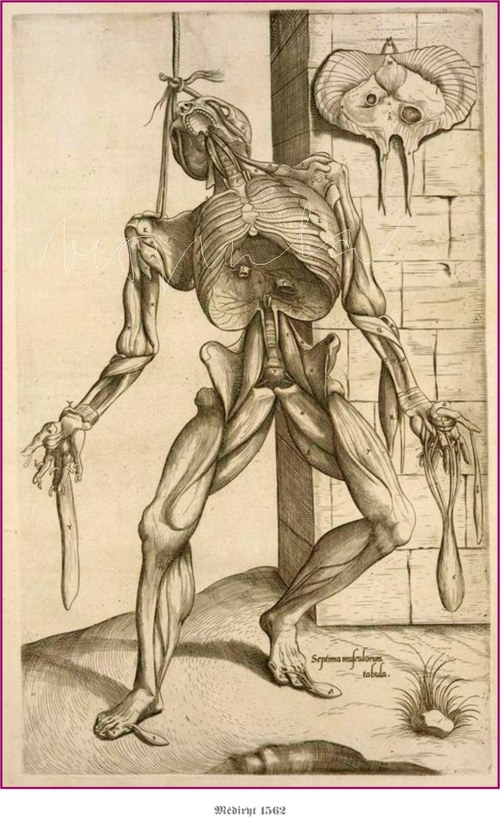 Anatomické studie těla — foto 3