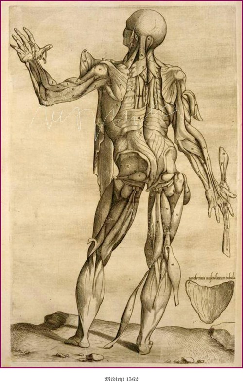 Anatomické studie těla — foto 4