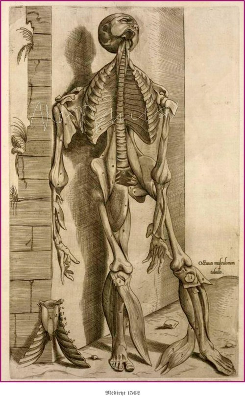 Anatomické studie těla — foto 5